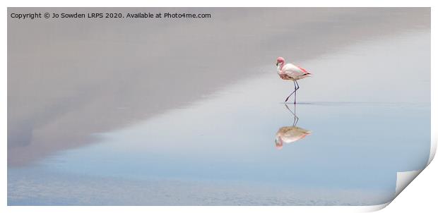Serene  Flamingo Print by Jo Sowden