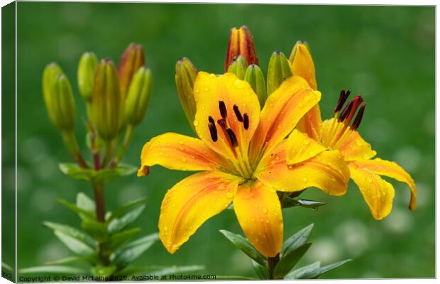 Yellow Day Lily Canvas Print by David McLaine