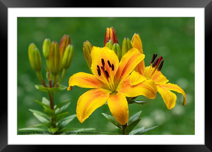 Yellow Day Lily Framed Mounted Print by David McLaine