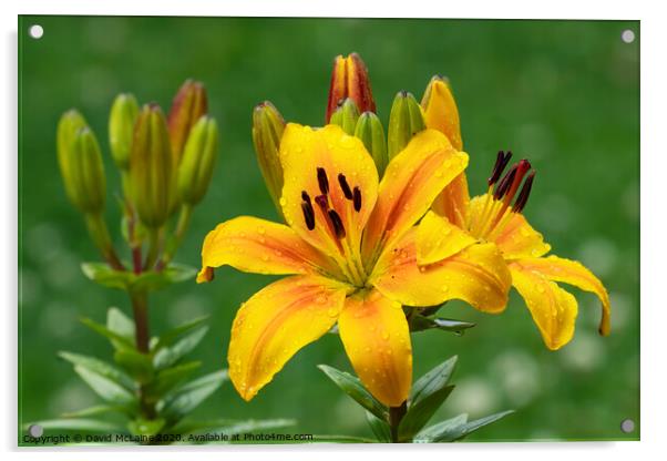 Yellow Day Lily Acrylic by David McLaine