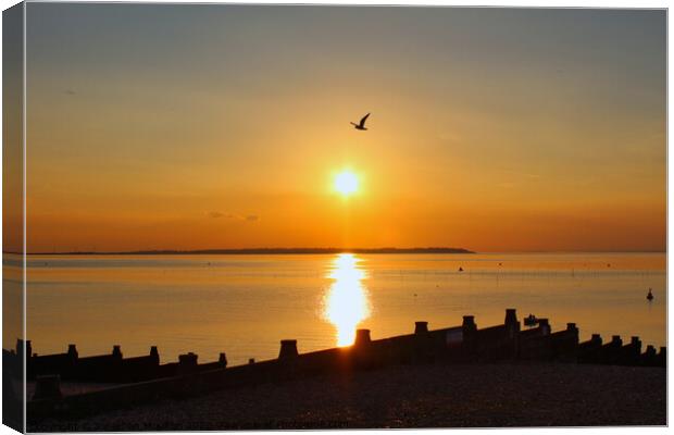 Seagull flying over setting sun at Whitstable Beach in Kent, England. Canvas Print by Jonathan Moulton