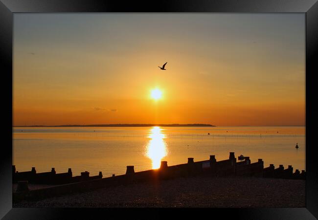 Seagull flying over setting sun at Whitstable Beach in Kent, England. Framed Print by Jonathan Moulton