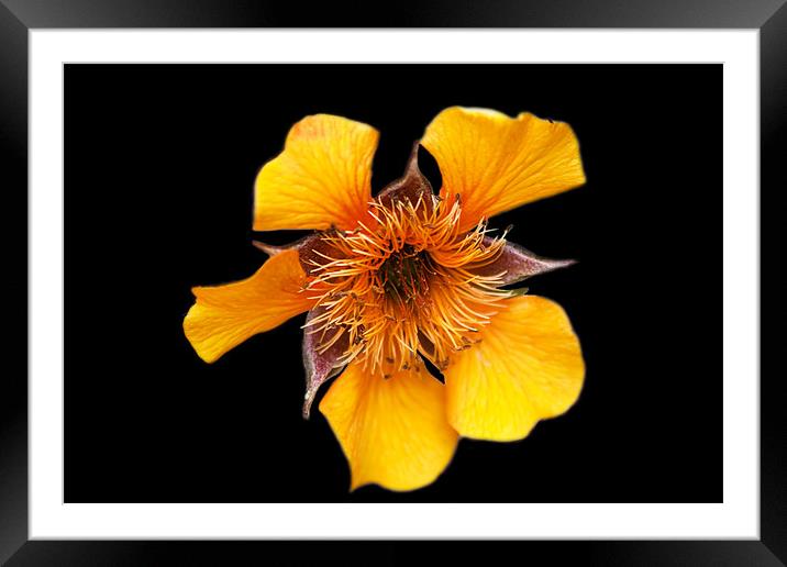 Yellow Flower (Kariskaer) Framed Mounted Print by Ian Jeffrey