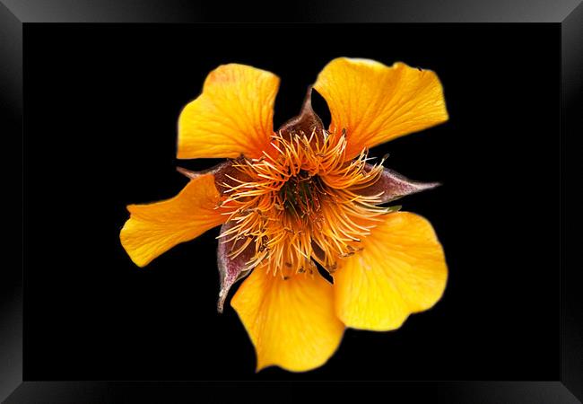 Yellow Flower (Kariskaer) Framed Print by Ian Jeffrey