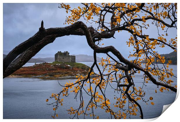 Autumn colours at castle Tioram, West Scotland Print by Dan Ward
