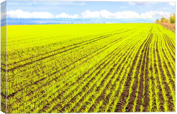 Smooth rows of sprouts of winter wheat sprouted in a vast field. Canvas Print by Sergii Petruk