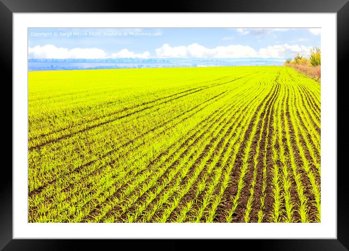 Smooth rows of sprouts of winter wheat sprouted in a vast field. Framed Mounted Print by Sergii Petruk