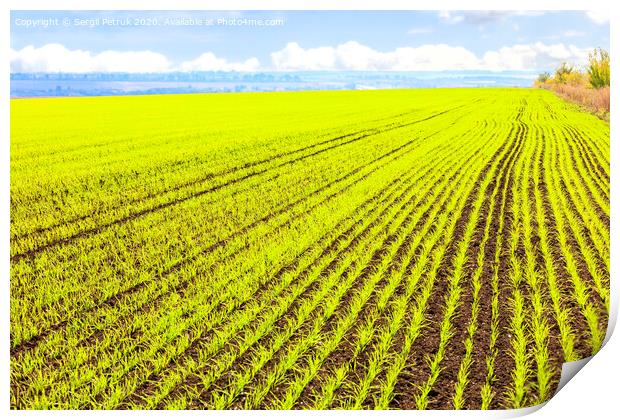 Smooth rows of sprouts of winter wheat sprouted in a vast field. Print by Sergii Petruk