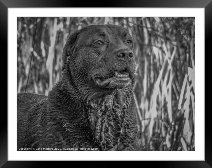 Chocolate Labrador  Framed Mounted Print by Jane Metters