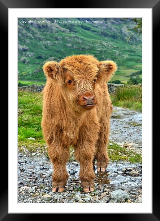 Highland Cattle. Framed Mounted Print by Jason Connolly