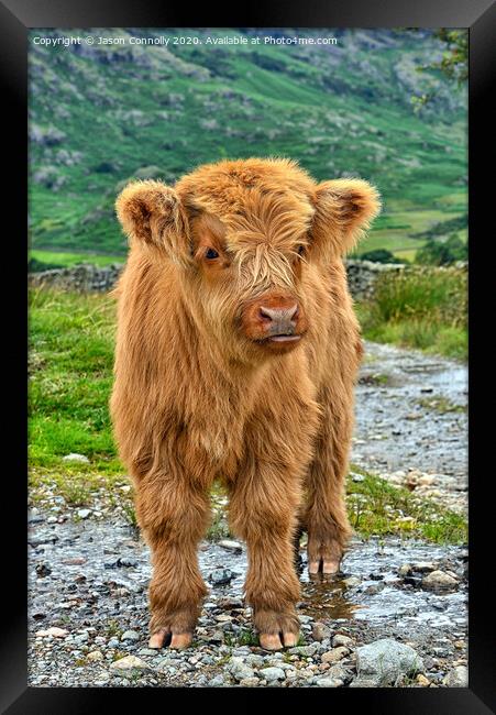 Highland Cattle. Framed Print by Jason Connolly