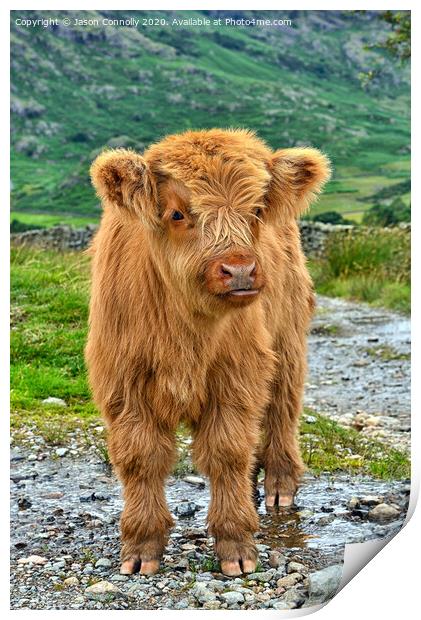 Highland Cattle. Print by Jason Connolly