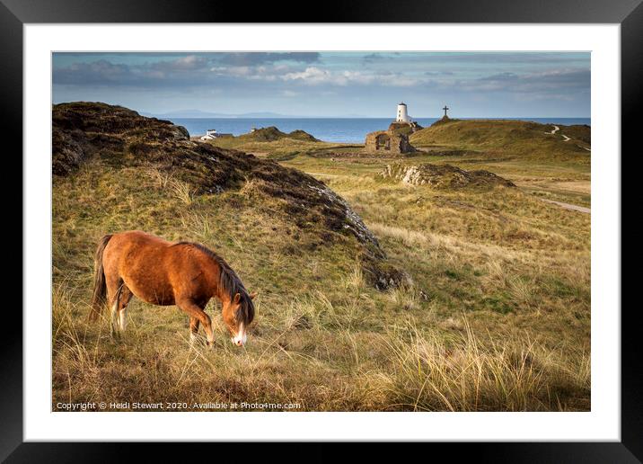 Horse on Ynys Llanddwyn, Anglesey Framed Mounted Print by Heidi Stewart