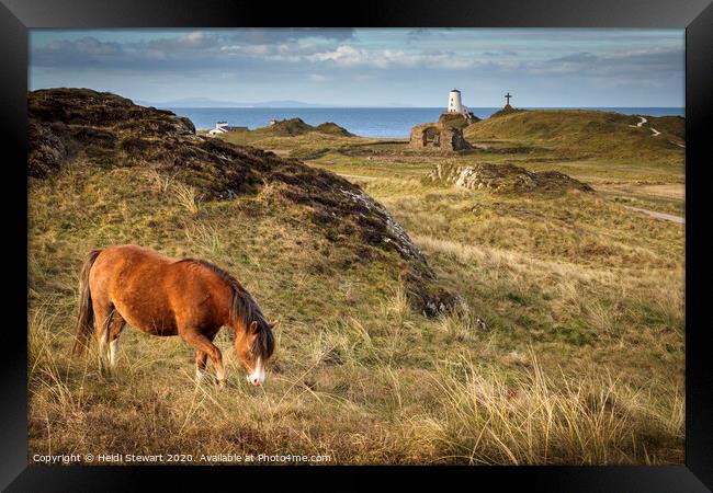 Horse on Ynys Llanddwyn, Anglesey Framed Print by Heidi Stewart