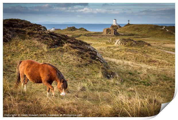 Horse on Ynys Llanddwyn, Anglesey Print by Heidi Stewart