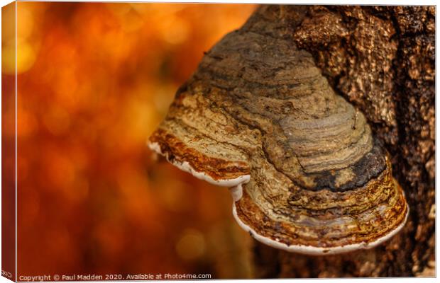 Autumnal fungi Canvas Print by Paul Madden