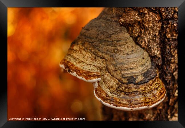 Autumnal fungi Framed Print by Paul Madden