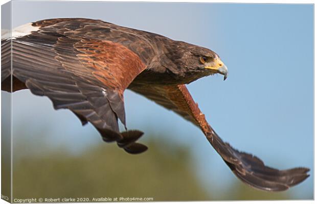 Harris Hawk Canvas Print by Robert clarke