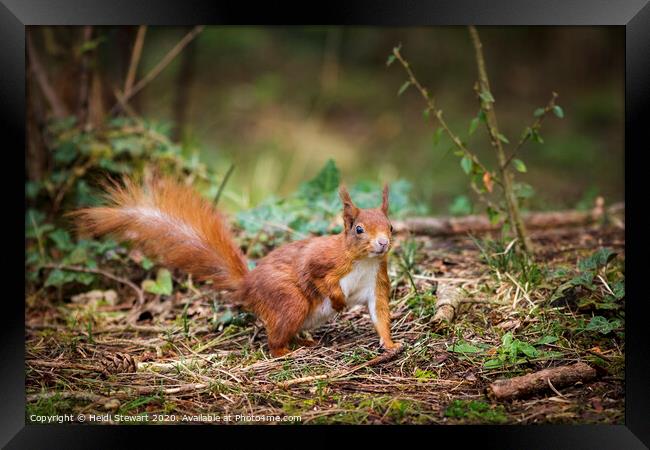 Red Squirrel Sciurus vulgaris Framed Print by Heidi Stewart