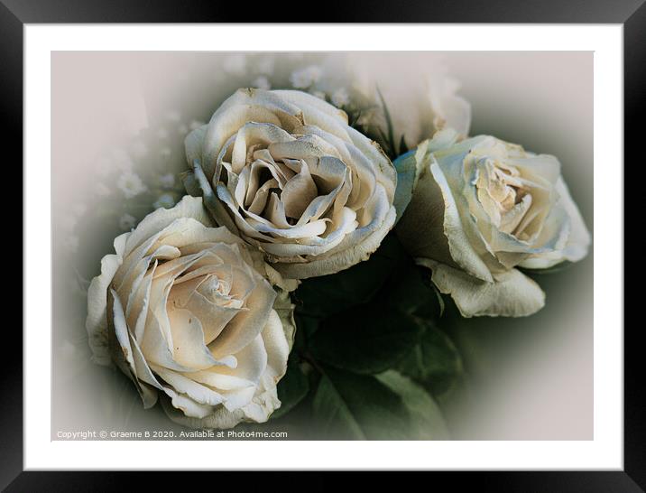 White Roses Framed Mounted Print by Graeme B