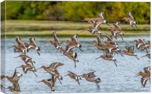 Black-tailed Godwits Canvas Print by Stephen Rennie