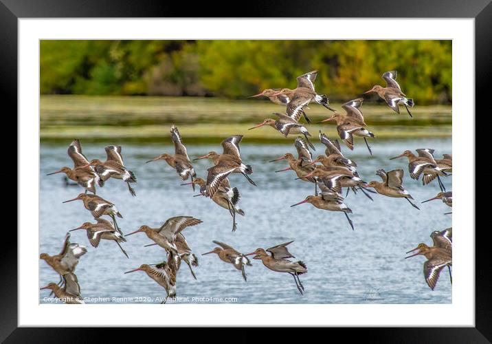 Black-tailed Godwits Framed Mounted Print by Stephen Rennie