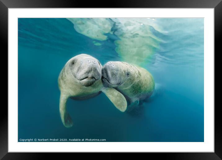 West Indian Manatees Framed Mounted Print by Norbert Probst
