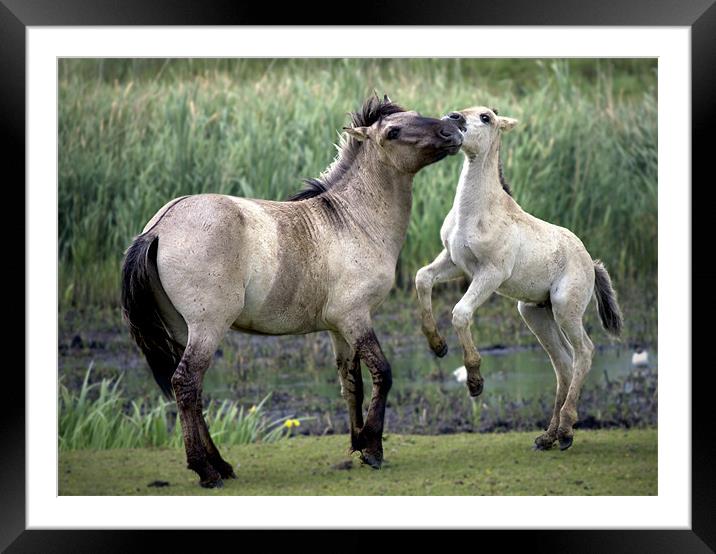 Mother And Foal. Polish Konik Horses Framed Mounted Print by Darren Burroughs