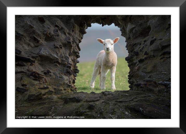 A little visitor  Framed Mounted Print by Malc Lawes