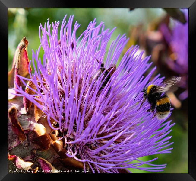 Bees on a Pink Thistle  Framed Print by Jacqui Farrell