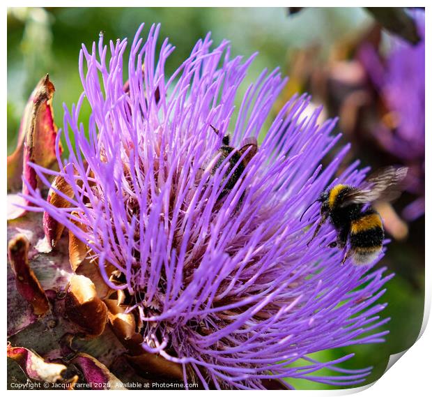 Bees on a Pink Thistle  Print by Jacqui Farrell