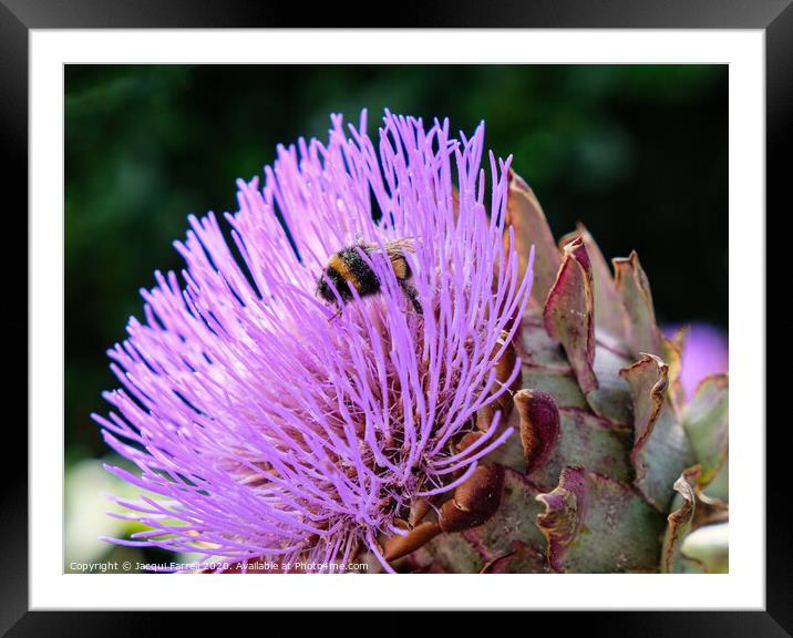 Bee on an Artichoke Thistle Framed Mounted Print by Jacqui Farrell
