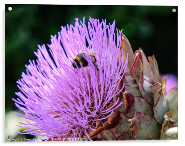 Bee on an Artichoke Thistle Acrylic by Jacqui Farrell