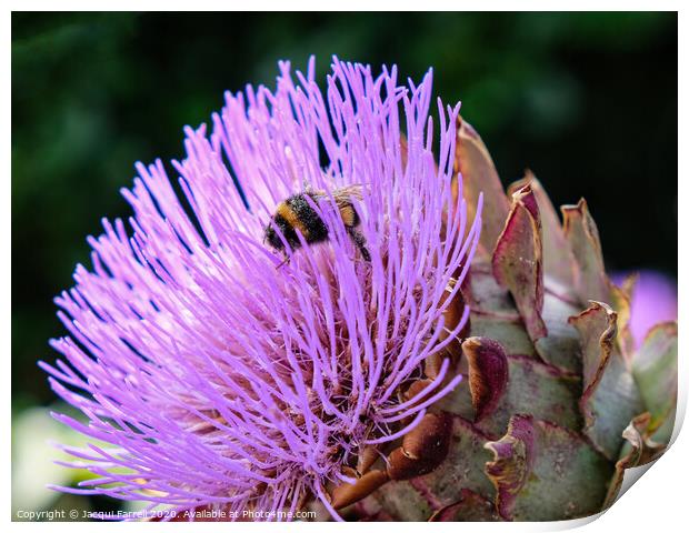 Bee on an Artichoke Thistle Print by Jacqui Farrell