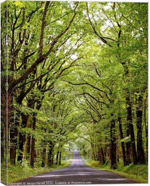 Belabre Tree Lined Avenue  Canvas Print by Jacqui Farrell
