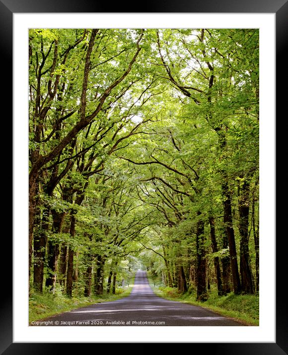 Belabre Tree Lined Avenue  Framed Mounted Print by Jacqui Farrell