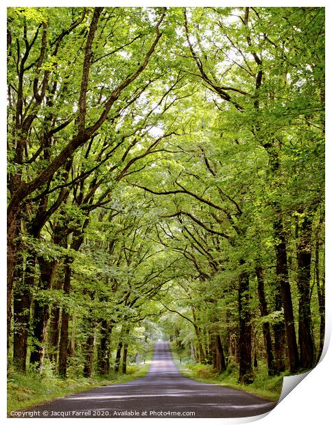 Belabre Tree Lined Avenue  Print by Jacqui Farrell