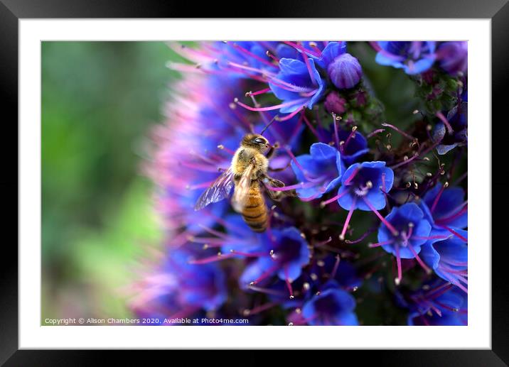 Bee On Echium Framed Mounted Print by Alison Chambers