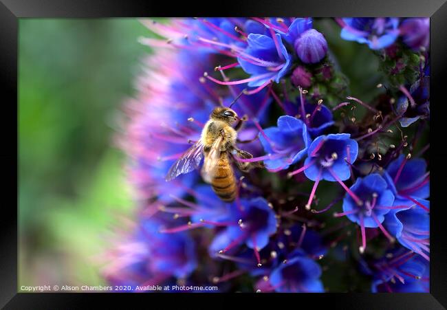 Bee On Echium Framed Print by Alison Chambers