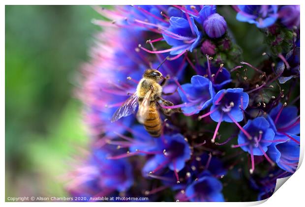 Bee On Echium Print by Alison Chambers