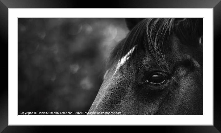 Black horse close-up black and white Framed Mounted Print by Daniela Simona Temneanu