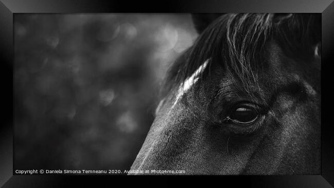 Black horse close-up black and white Framed Print by Daniela Simona Temneanu