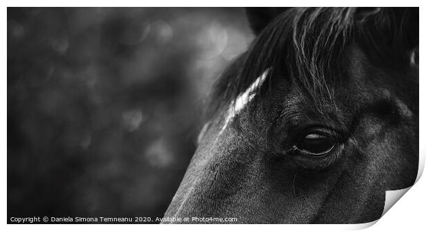 Black horse close-up black and white Print by Daniela Simona Temneanu
