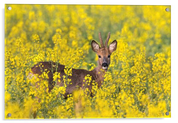 Roe Deer in Rape Field Acrylic by Arterra 