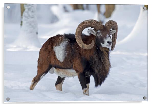 Mouflon in Winter Acrylic by Arterra 