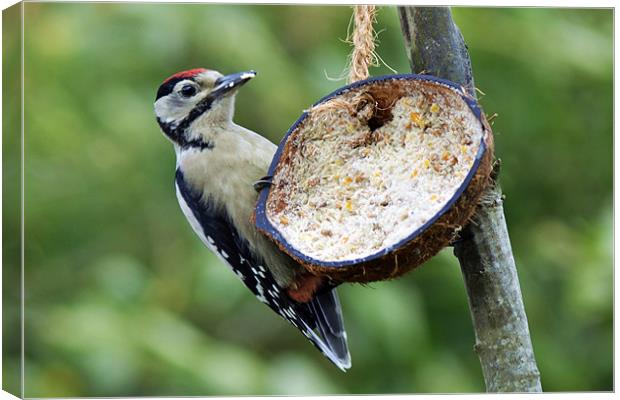 Young Great Spotted Woodpecker Canvas Print by Donna Collett