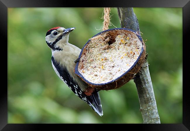 Young Great Spotted Woodpecker Framed Print by Donna Collett
