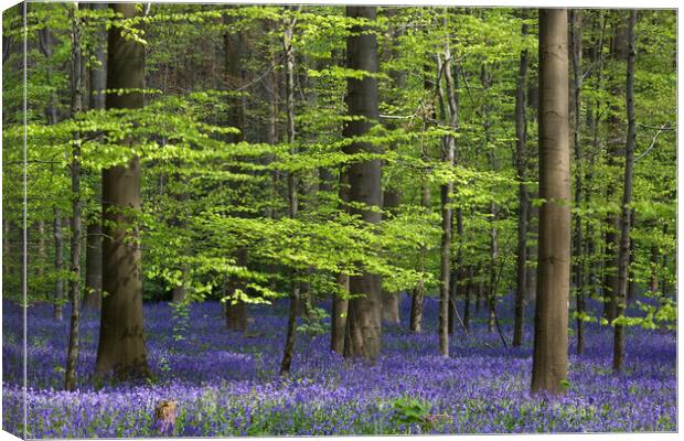 Bluebells in Beech Woodland Canvas Print by Arterra 