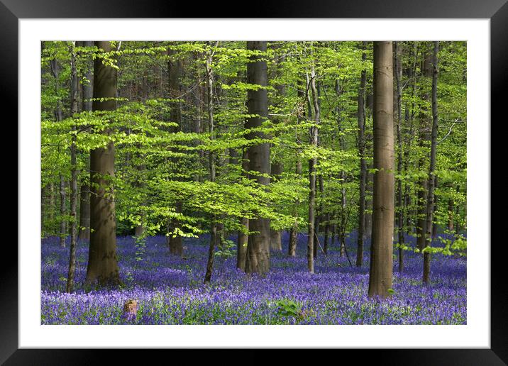 Bluebells in Beech Woodland Framed Mounted Print by Arterra 