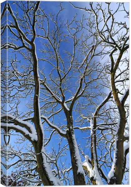 Snow Covered Branches Canvas Print by Arterra 